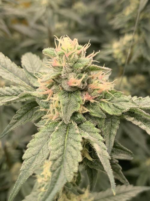 6.Grow: Papayton. Week 18 - 9.2. P1