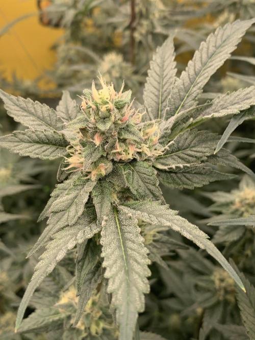 6.Grow: Papayton. Week 18 - 9.2. P1