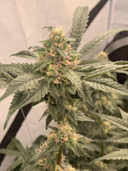 6.Grow: Papayton. Week 18 - 9.2. P1