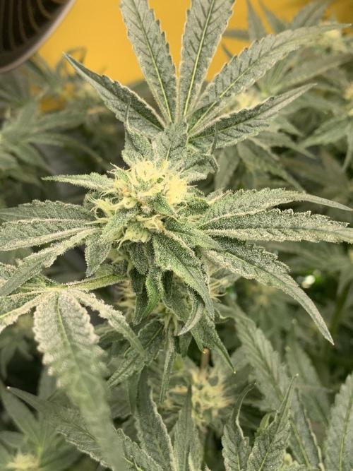 6.Grow: Papayton. Week 18 - 9.2. P2