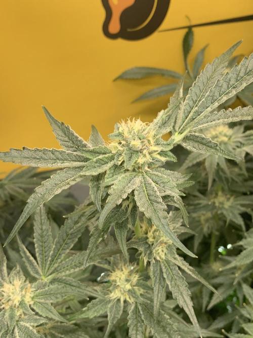 6.Grow: Papayton. Week 18 - 9.2. P2