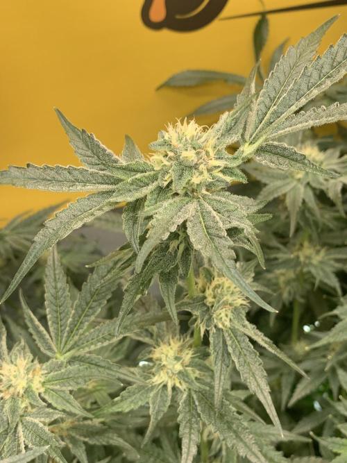 6.Grow: Papayton. Week 18 - 9.2. P2