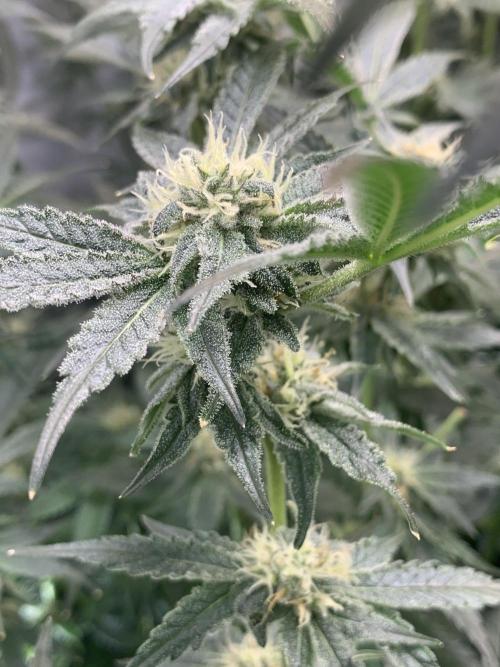 6.Grow: Papayton. Week 18 - 9.2. P2