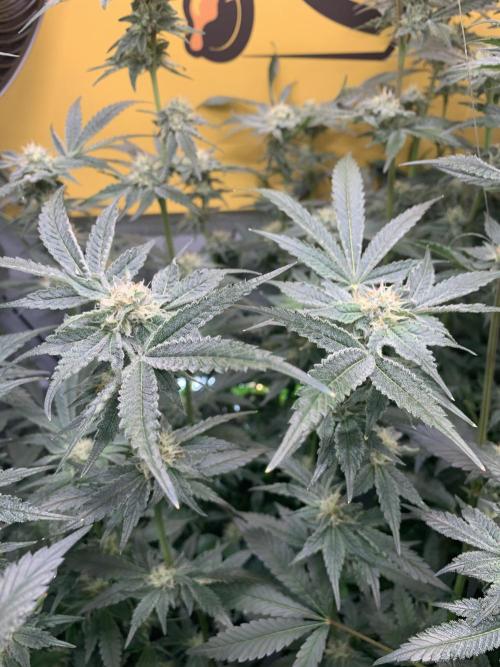 6.Grow: Papayton. Week 18 - 9.2. P2