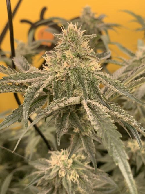 6.Grow: Papayton. Week 18 - 9.2. P3