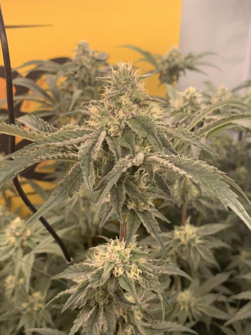 6.Grow: Papayton. Week 18 - 9.2. P3