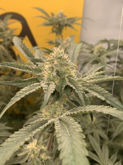 6.Grow: Papayton. Week 18 - 9.2. P3