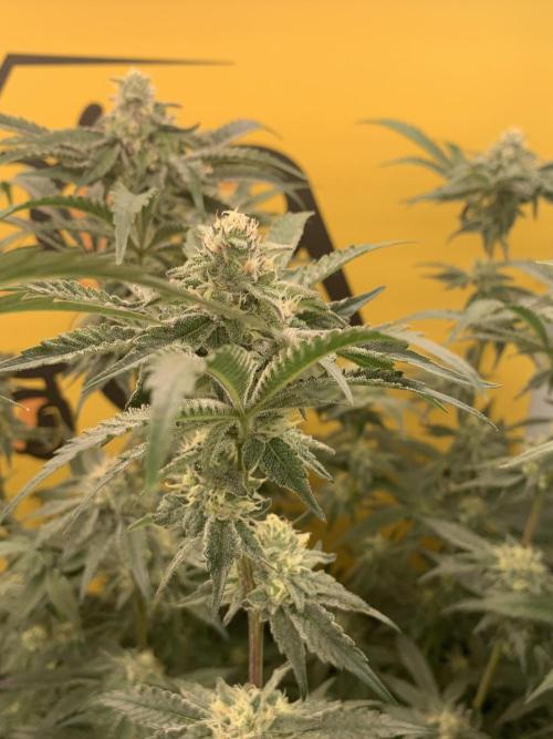 6.Grow: Papayton. Week 18 - 9.2. P3