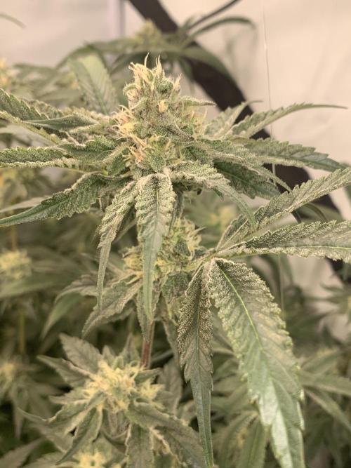 6.Grow: Papayton. Week 18 - 9.2. P3