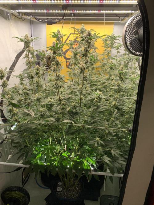 6.Grow: Papayton. Week 19 - 10.2.