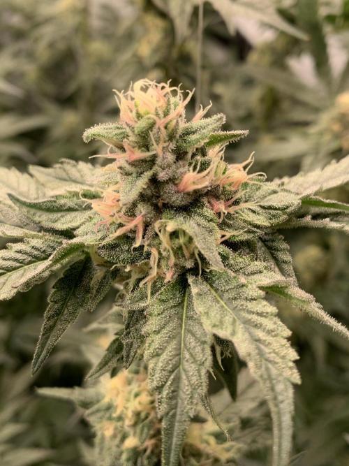 6.Grow: Papayton. Week 19 - 10.2. P1