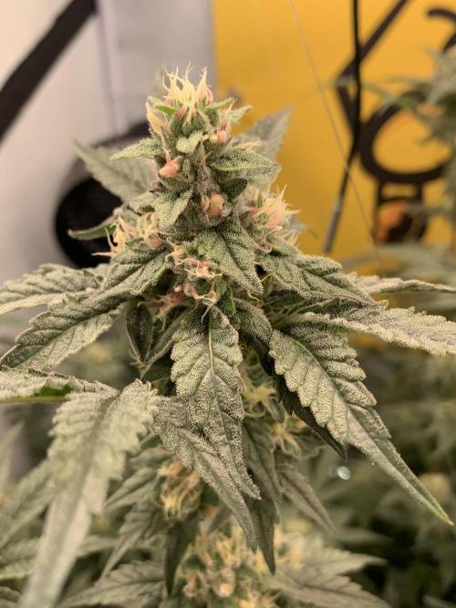 6.Grow: Papayton. Week 19 - 10.2. P1