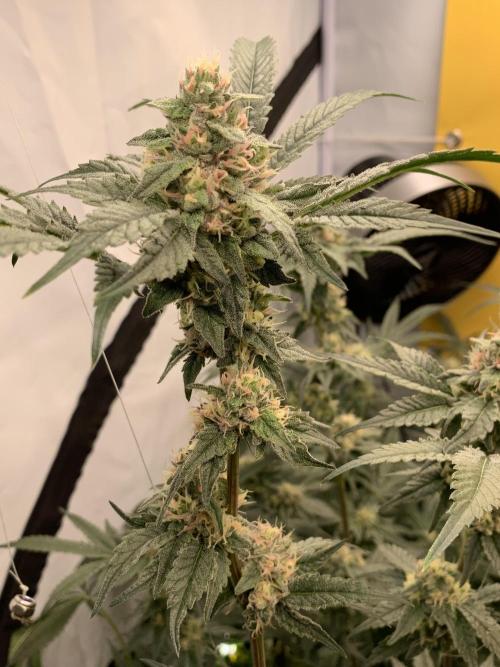 6.Grow: Papayton. Week 19 - 10.2. P1