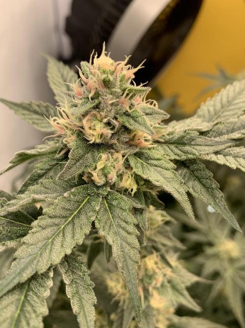 6.Grow: Papayton. Week 19 - 10.2. P1