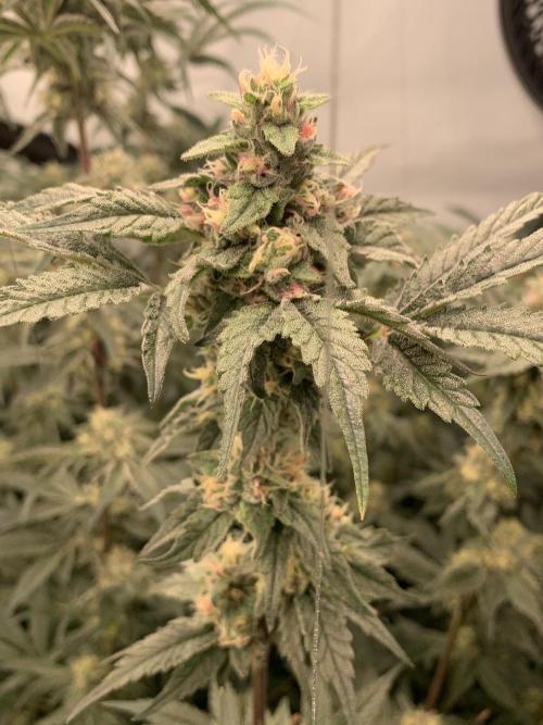 6.Grow: Papayton. Week 19 - 10.2. P1