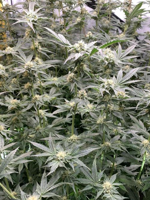 6.Grow: Papayton. Week 19 - 10.2. P2