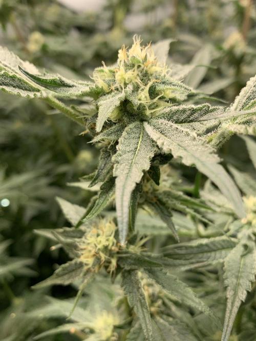 6.Grow: Papayton. Week 19 - 10.2. P2