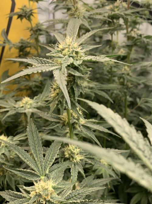 6.Grow: Papayton. Week 19 - 10.2. P2