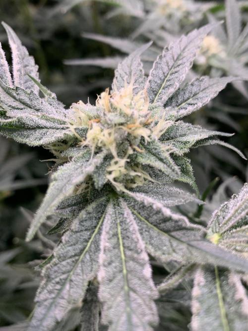 6.Grow: Papayton. Week 19 - 10.2. P2