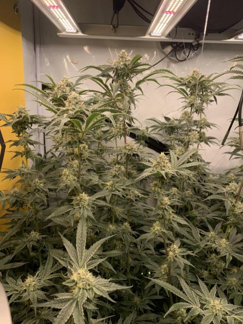 6.Grow: Papayton. Week 19 - 10.2. P3