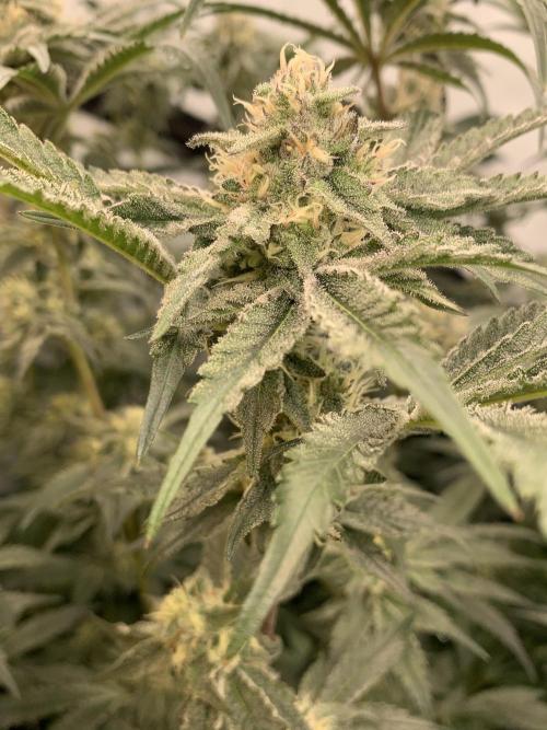 6.Grow: Papayton. Week 19 - 10.2. P3