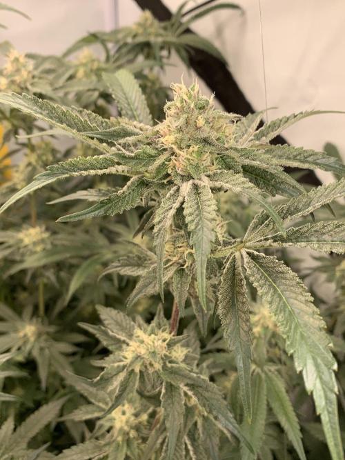 6.Grow: Papayton. Week 19 - 10.2. P3