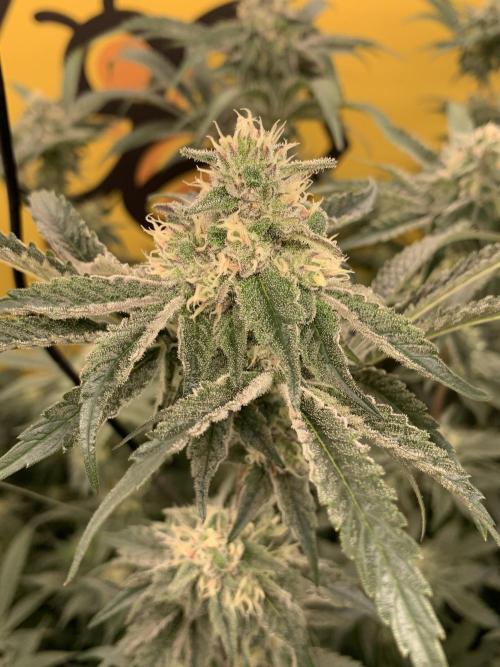 6.Grow: Papayton. Week 19 - 10.2. P3