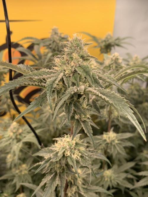 6.Grow: Papayton. Week 19 - 10.2. P3