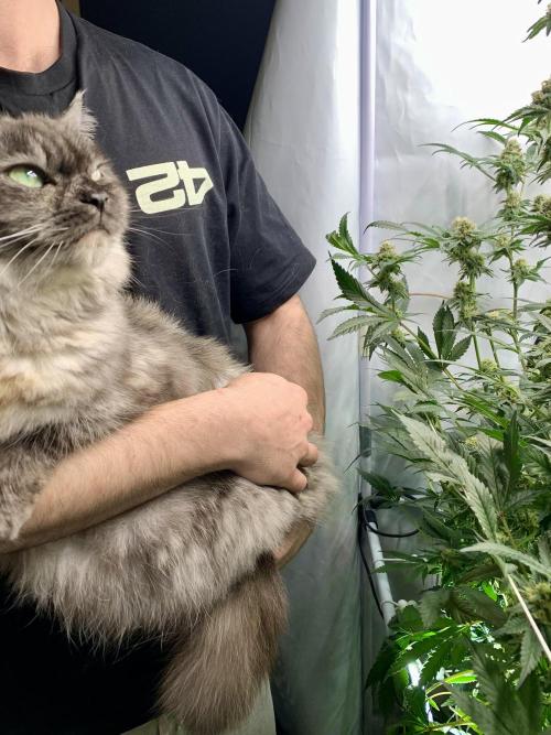 6.Grow: Papayton. Week 19 - 11.2.