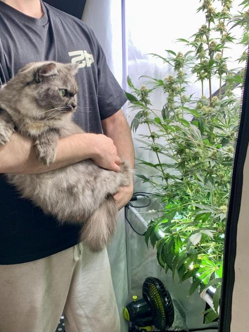 6.Grow: Papayton. Week 19 - 11.2.