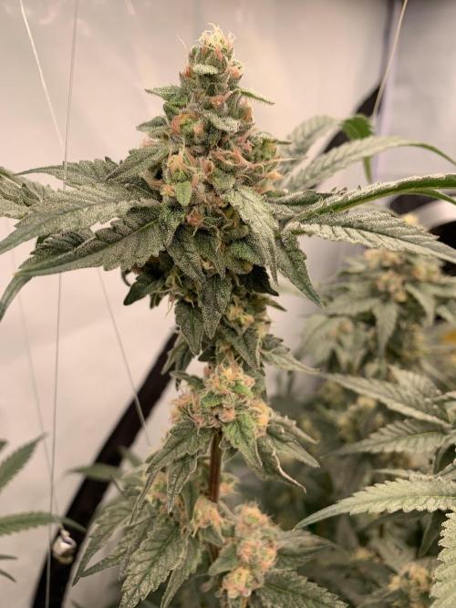 6.Grow: Papayton. Week 19 - 14.2. P1