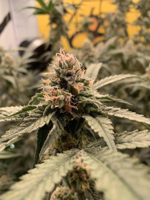 6.Grow: Papayton. Week 19 - 14.2. P1