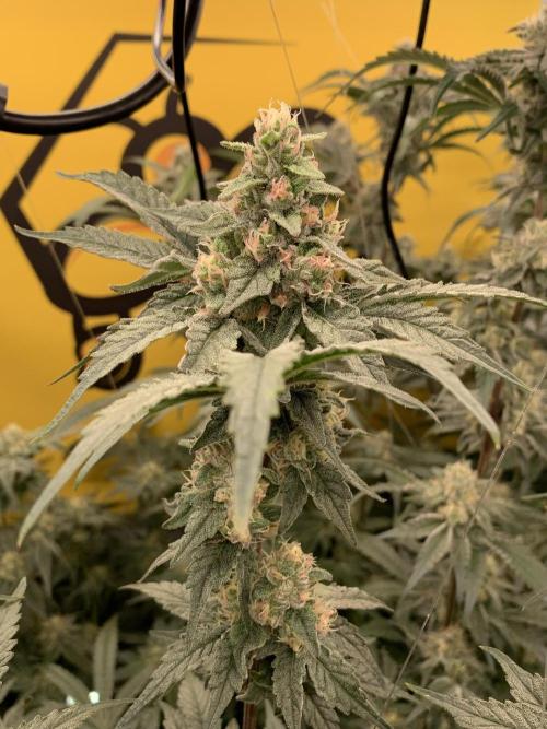 6.Grow: Papayton. Week 19 - 14.2. P1