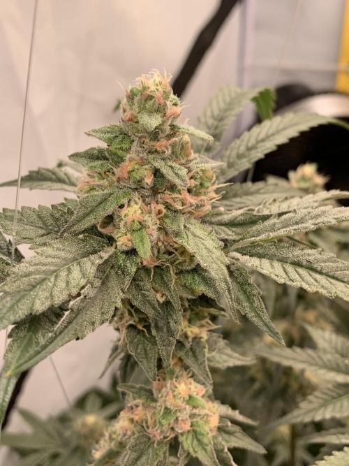 6.Grow: Papayton. Week 19 - 14.2. P1