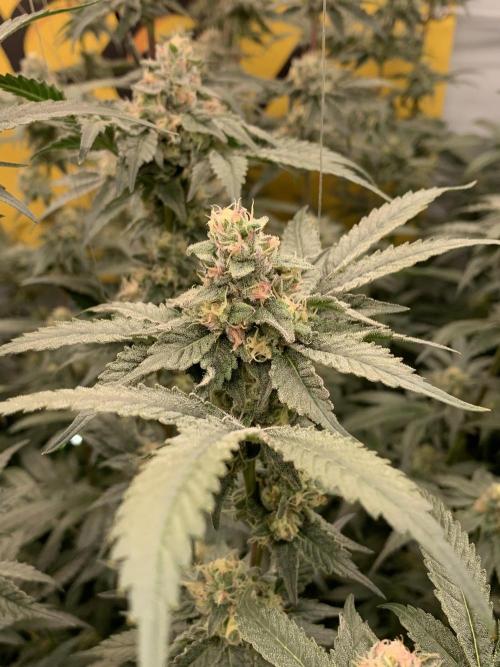 6.Grow: Papayton. Week 19 - 14.2. P1