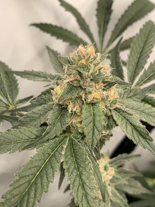 6.Grow: Papayton. Week 19 - 14.2. P1