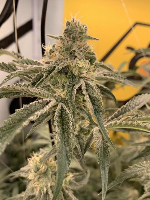 6.Grow: Papayton. Week 19 - 14.2. P3