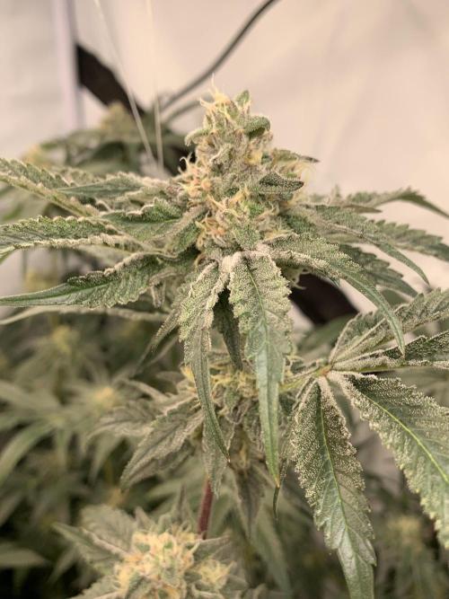 6.Grow: Papayton. Week 19 - 14.2. P3