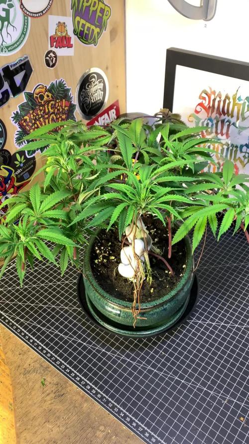 1.Bonsai: Lemon Cherry Runtz✌️