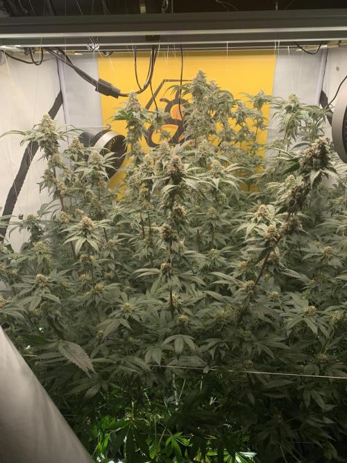 6.Grow: Papayton. Week 19 - 17.2.