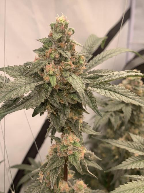 6.Grow: Papayton. Week 19 - 17.2. P1