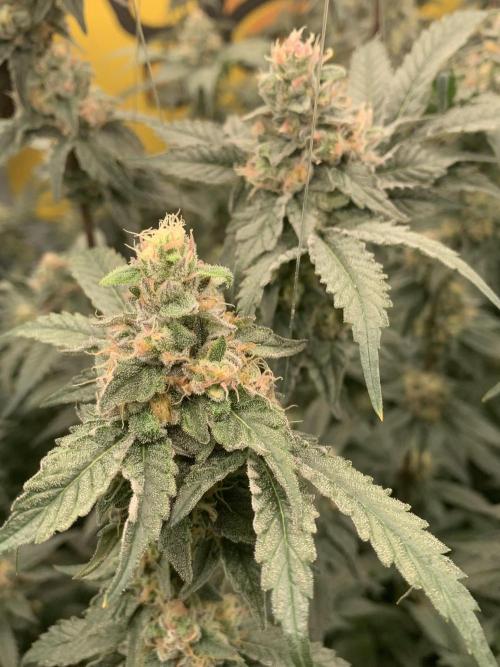 6.Grow: Papayton. Week 19 - 17.2. P1