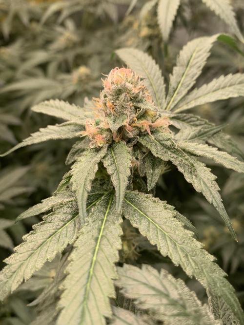 6.Grow: Papayton. Week 19 - 17.2. P1