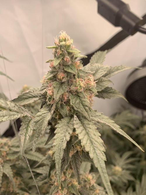 6.Grow: Papayton. Week 19 - 17.2. P1