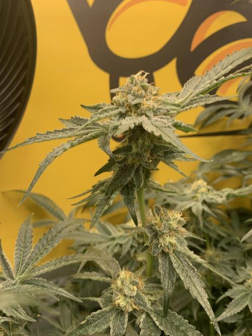 6.Grow: Papayton. Week 19 - 17.2. P2