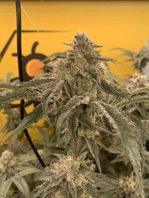 6.Grow: Papayton. Week 19 - 17.2. P3