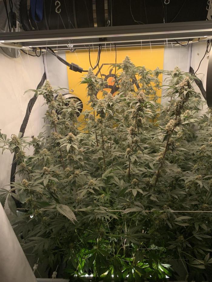 6.Grow: Papayton. Week 20 - 18.2.