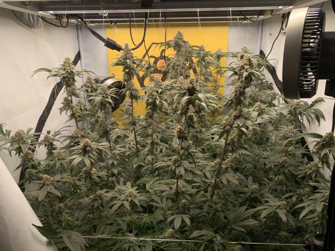 6.Grow: Papayton. Week 20 - 22.2.