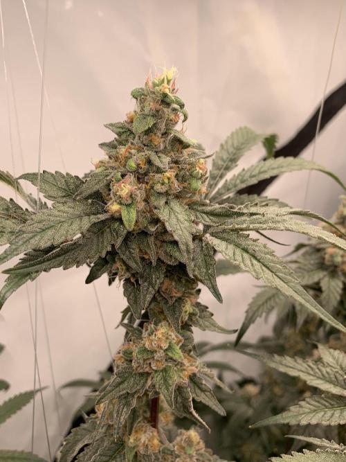 6.Grow: Papayton. Week 20 - 22.2. P1