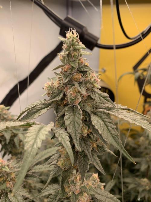 6.Grow: Papayton. Week 20 - 22.2. P1